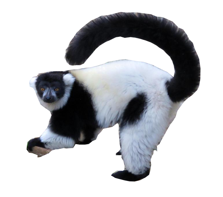 Ruffed Lemur Encounter