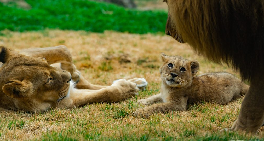 Celebrate World Lion Day With Our New Cub Nyra!
