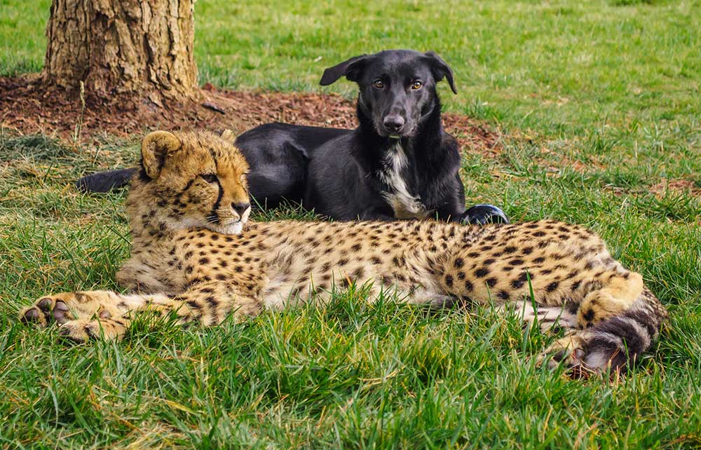 Assistance Dogs