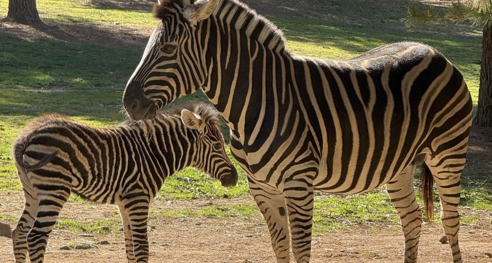 COMPETITION TIME! 🦓🎉